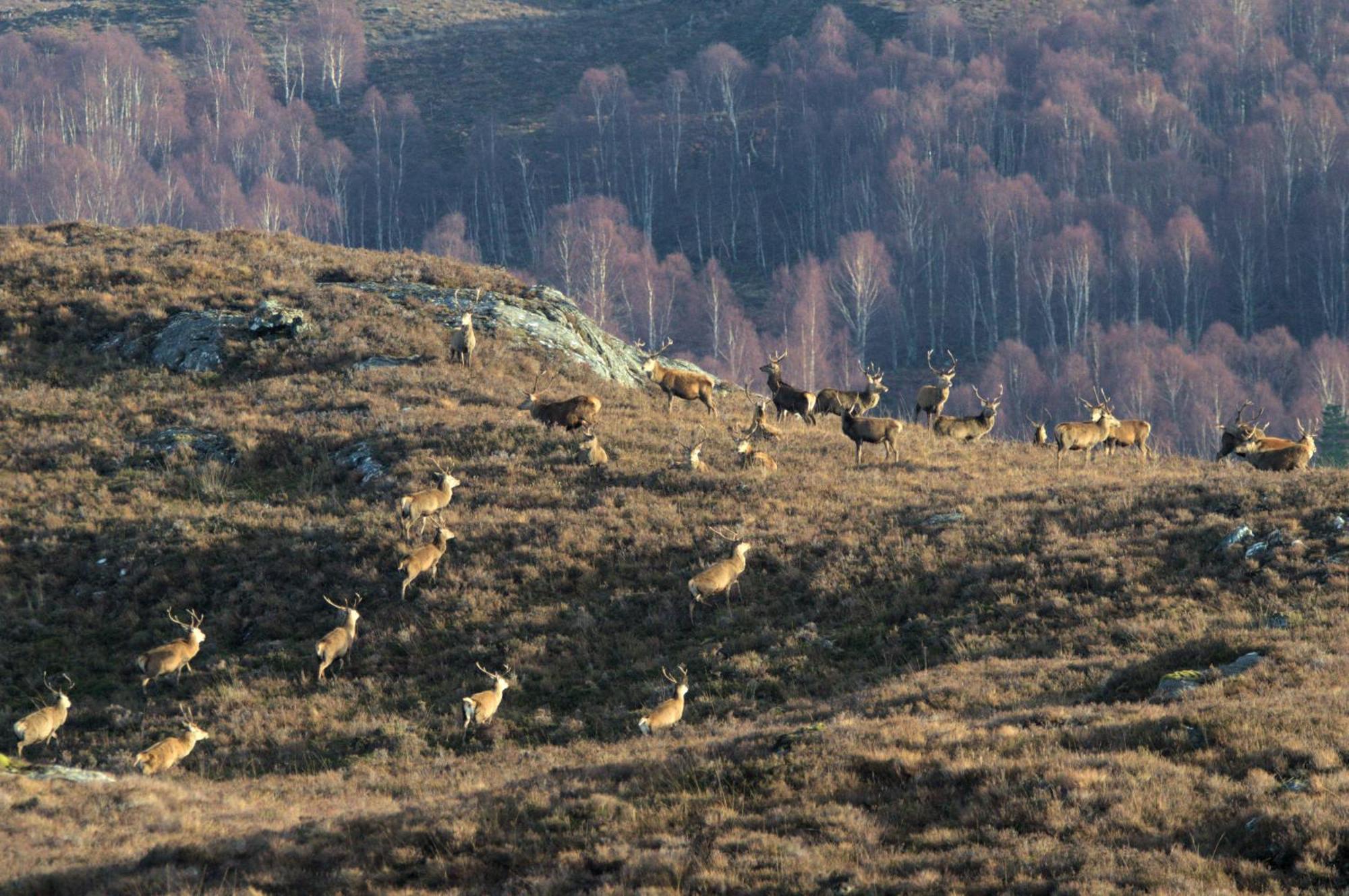 Rosemount Bothy - Highland Cottage Garve Luaran gambar